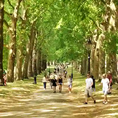 Avenue of trees with pedestrians.