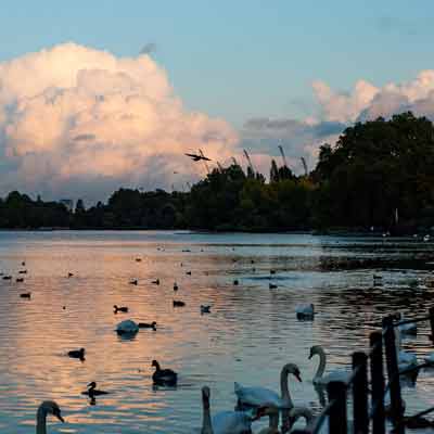 The Serpentine lake at dusk with wild fowl.