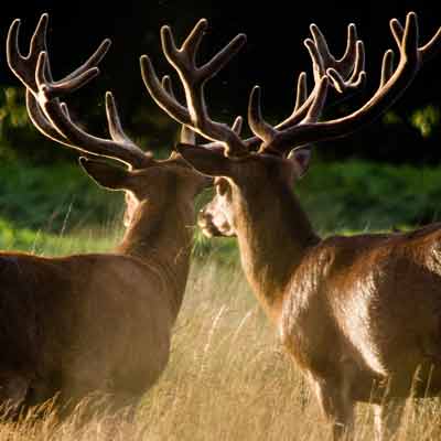 Two adult stags in long grass.