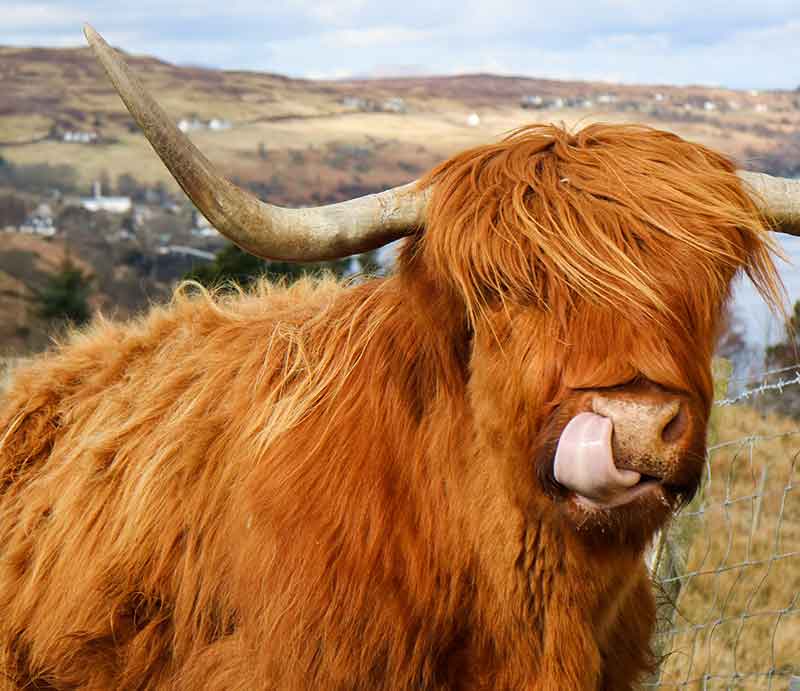 With mature horns, shaggy red coat and tongue protruding.