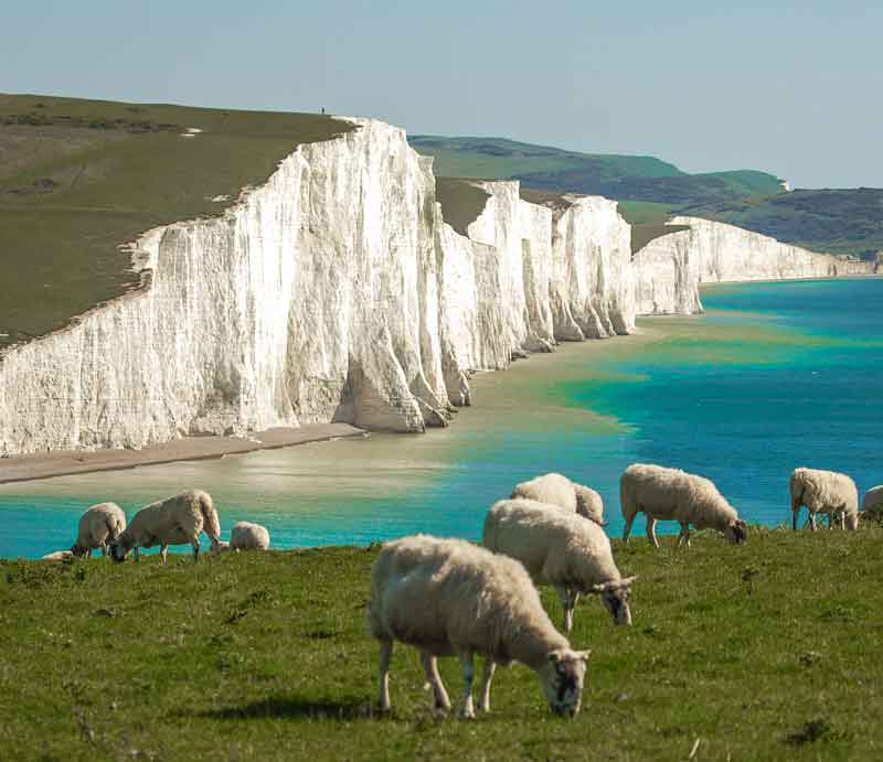 White cliffs and sea from with sheep.