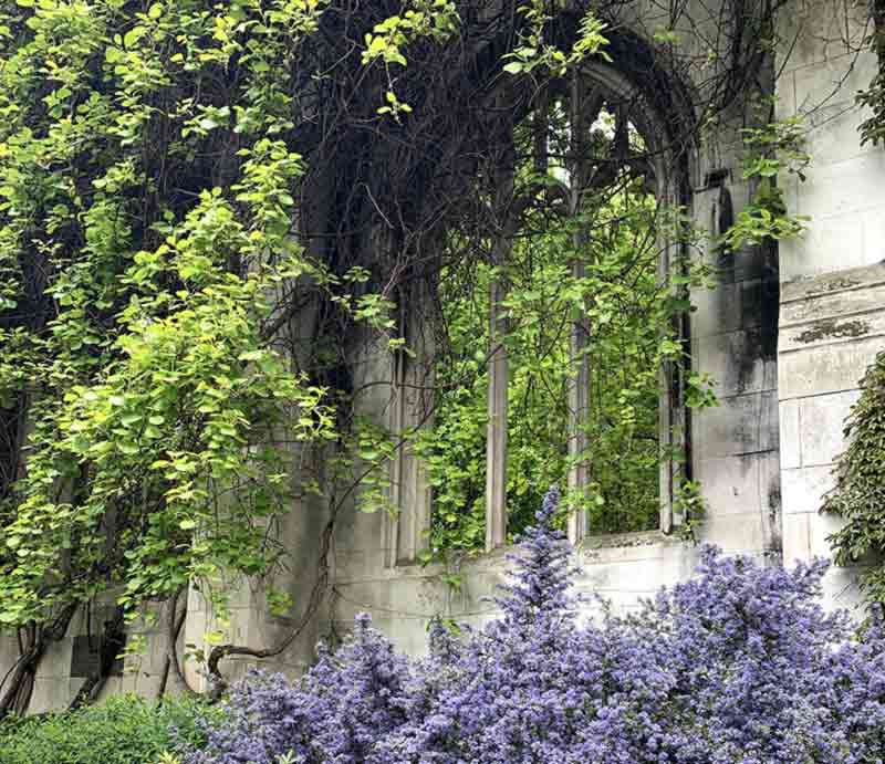 Remains of arch from garden with foliage and wisteria.