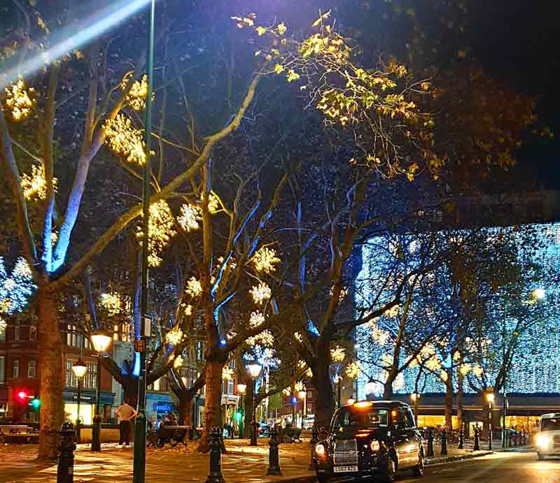 Christmas lights illuminating the trees.