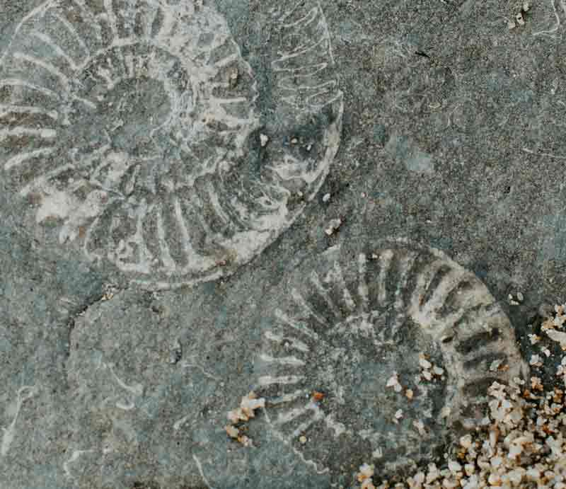 Fossils in Jurassic Coast rock.