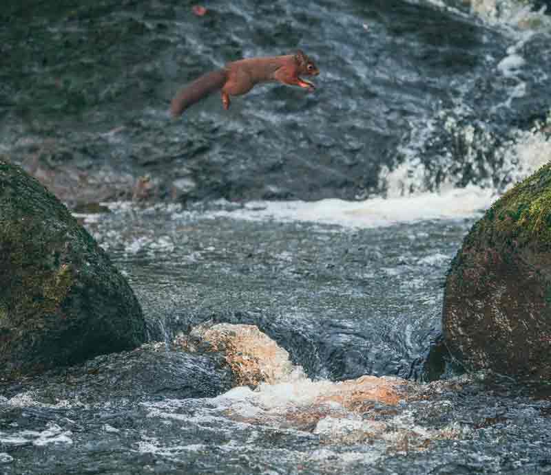 Red squirrel leading across water.