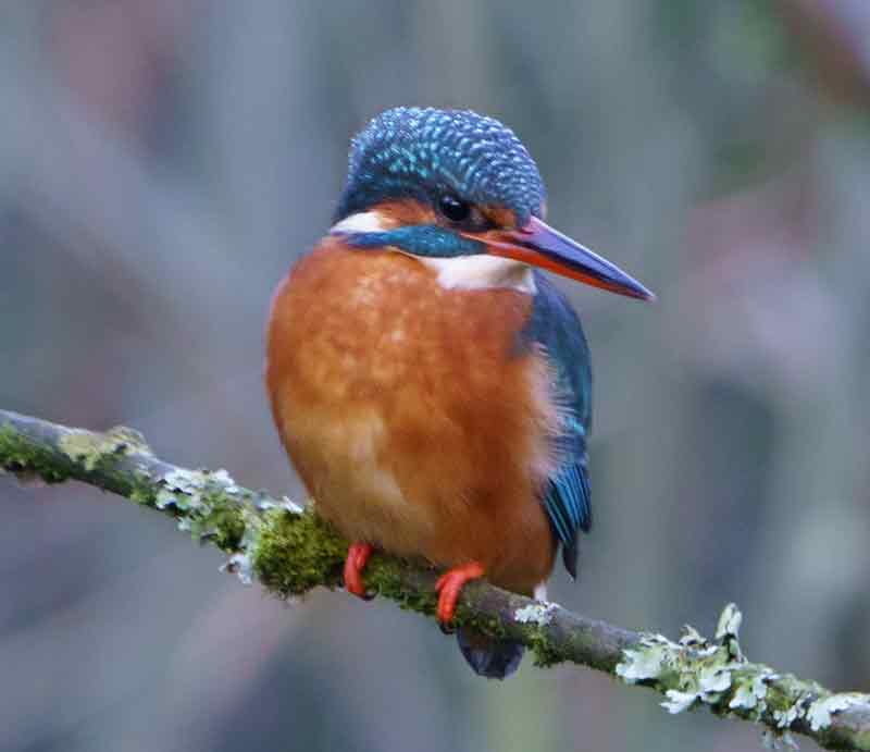 Perched on branch with striking blue and red feathers.