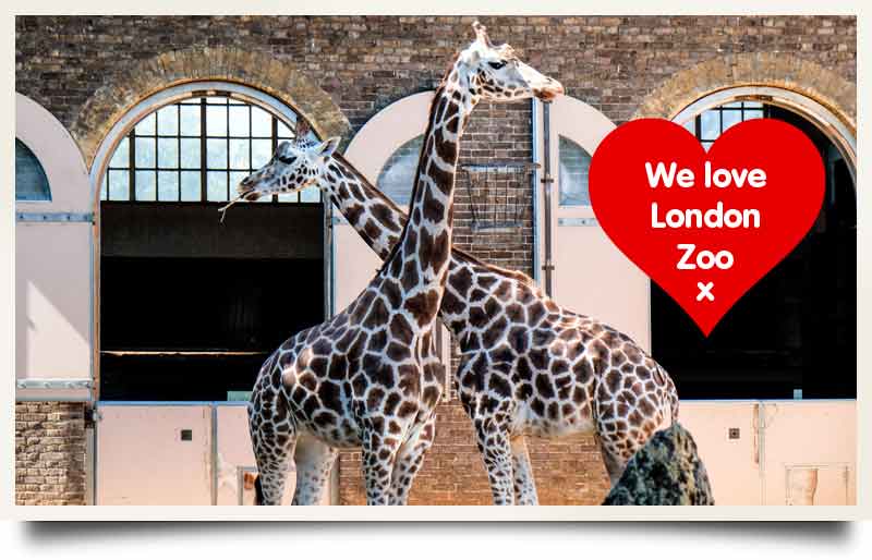 Two giraffes with crossed necks and caption in red heart 'We love London Zoo x'