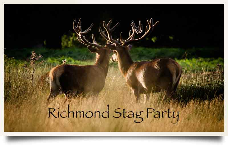 Two adult stags with caption 'Richmond Stag Party'.