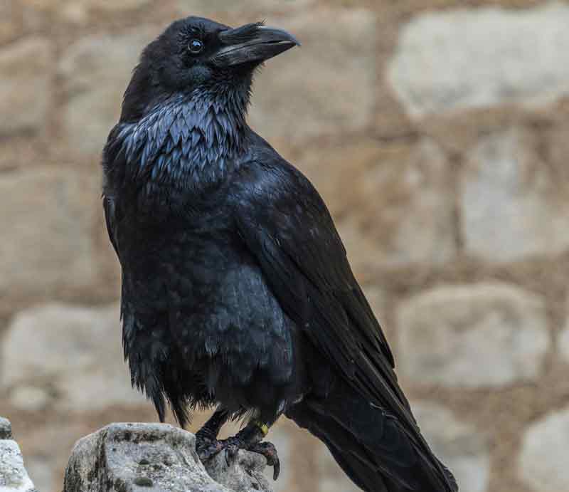 Black bird perched on ancient stone.