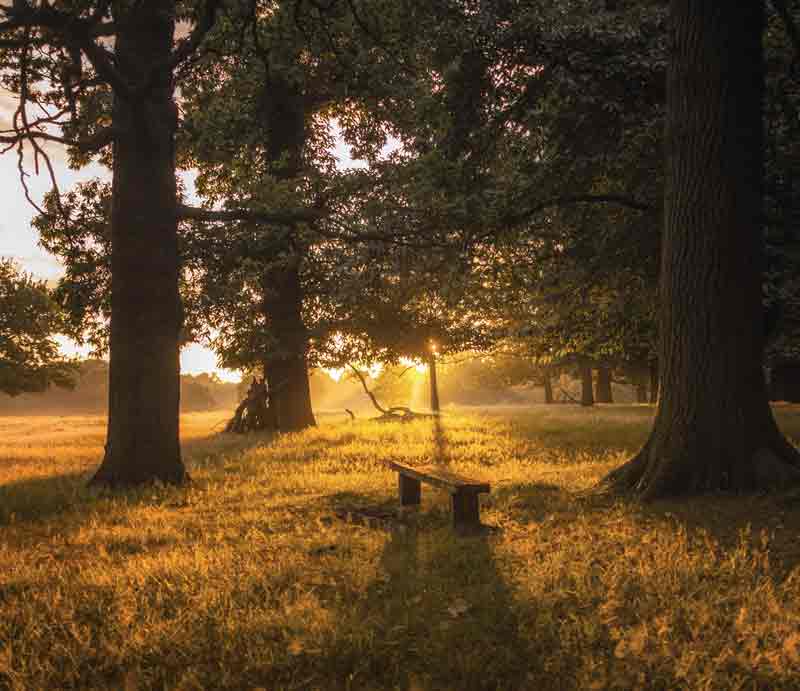 Low sun shining through trees with long shadows.