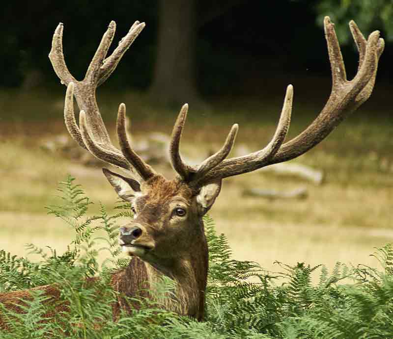 A large adult stag with antlers.