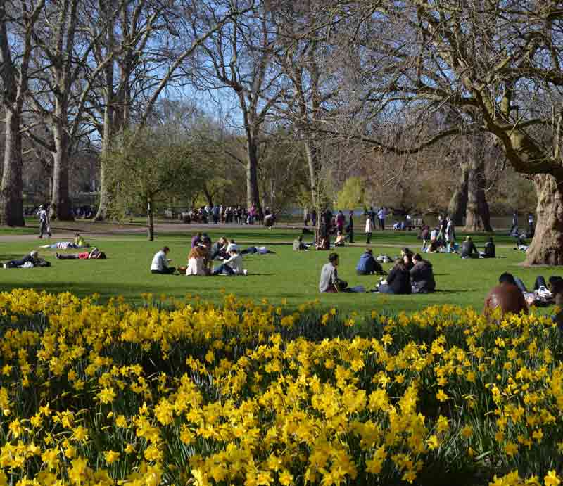 Visitors sitting on the grass beneath trees with daffodils to foreground.