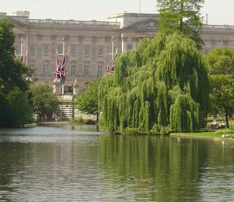 With willow tree and Buckingham Palace to background.